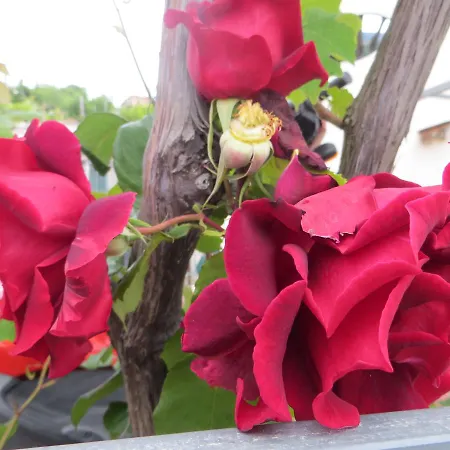 Апартаменты La Casa Gialla *